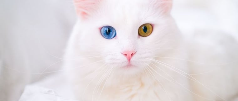 chat albinos